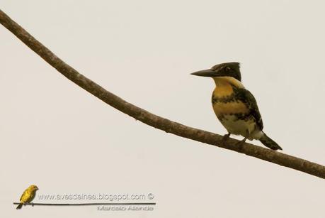 Martín pescador chico (Green Kingfisher) Chloroceryle americana