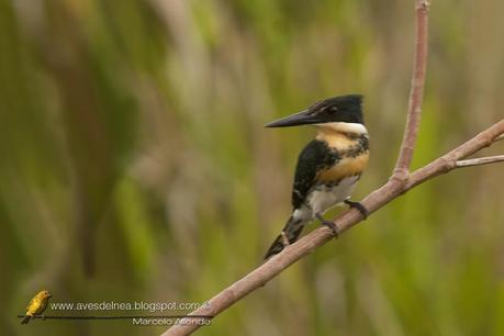 Martín pescador chico (Green Kingfisher) Chloroceryle americana