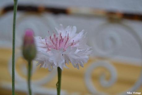 #macrodeldía ... aciano