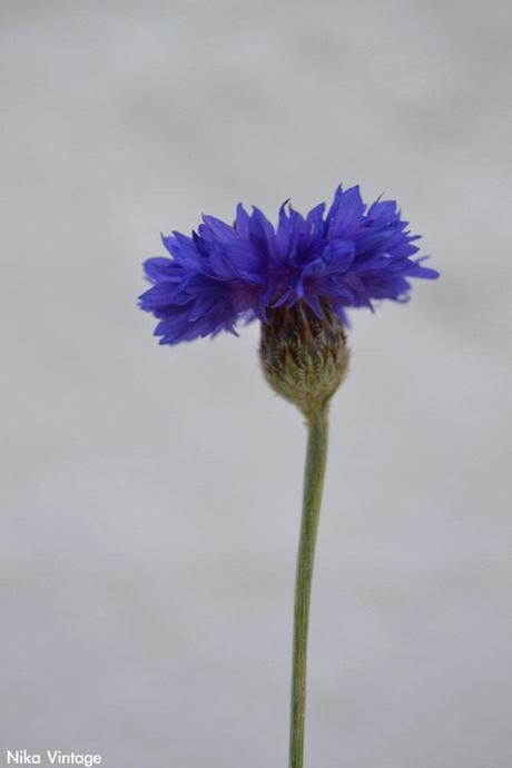 #macrodeldía ... aciano