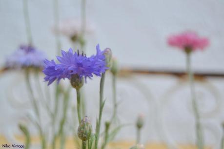 #macrodeldía ... aciano