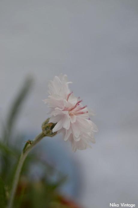 #macrodeldía ... aciano