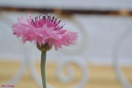 #macrodeldía ... aciano