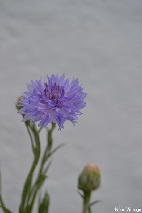 #macrodeldía ... aciano