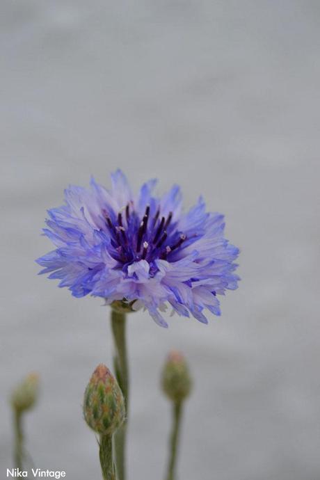 #macrodeldía ... aciano