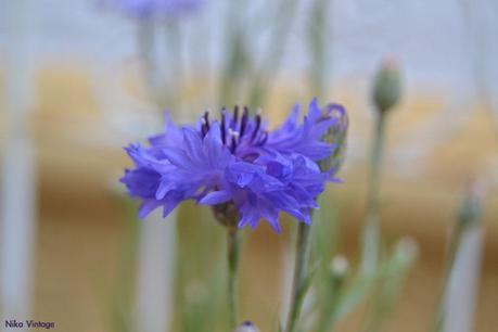 #macrodeldía ... aciano