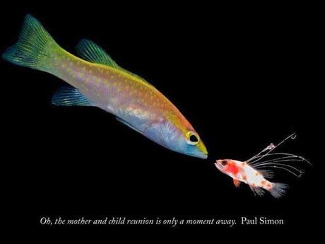 comunicación entre peces