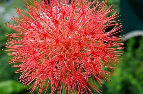Flor de Sangre, Scadoxus Multiflorus - Paperblog