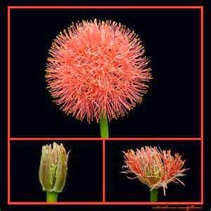 Flor de Sangre, Scadoxus Multiflorus