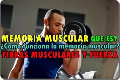 ¿Cómo funciona la memoria muscular? ¿Cómo funciona la memoria muscular?