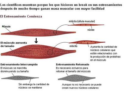 ¿Cómo funciona la memoria muscular?