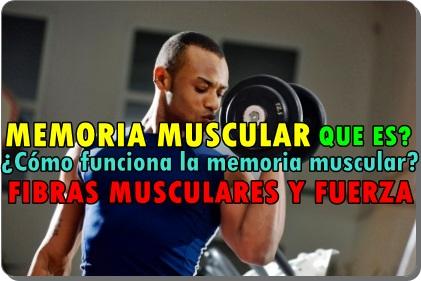 ¿Cómo funciona la memoria muscular?