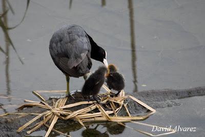 Los riesgos de humanizar el comportamiento de los animales: el infanticidio y la selección natural