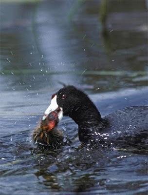 Los riesgos de humanizar el comportamiento de los animales: el infanticidio y la selección natural