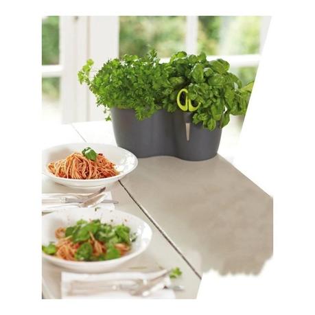 brussel herbs maceta huerto cocina