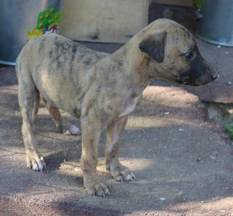 NAUMI, CACHORRITA DE GALGO EN ADOPCIÓN.