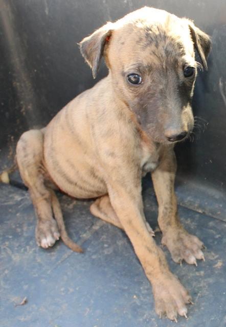 NAUMI, CACHORRITA DE GALGO EN ADOPCIÓN.