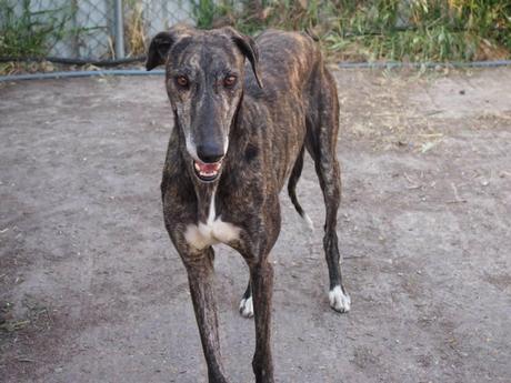 PANCHO-VILLA, GUAPO ATIGRADO EN ADOPCIÓN.