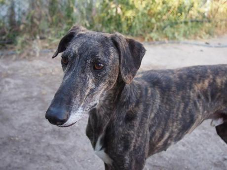 PANCHO-VILLA, GUAPO ATIGRADO EN ADOPCIÓN.