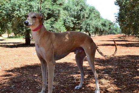 BILBO, PRECIOSO GALGO EN ADOPCIÓN. (SEVILLA)