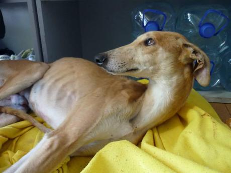 BILBO, PRECIOSO GALGO EN ADOPCIÓN. (SEVILLA)