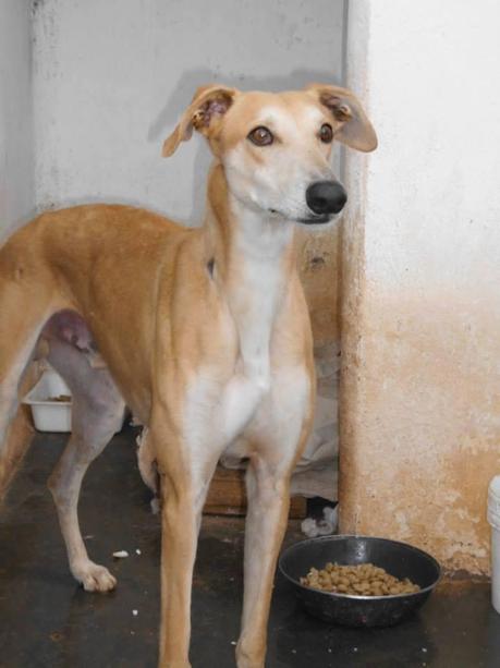 BILBO, PRECIOSO GALGO EN ADOPCIÓN. (SEVILLA)