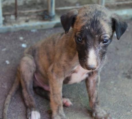 TECNO, CACHORRITO DE GALGO EN ADOPCIÓN.