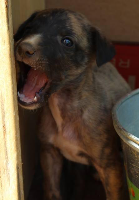 TECNO, CACHORRITO DE GALGO EN ADOPCIÓN.