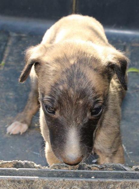 TECNO, CACHORRITO DE GALGO EN ADOPCIÓN.