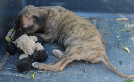 TECNO, CACHORRITO DE GALGO EN ADOPCIÓN.