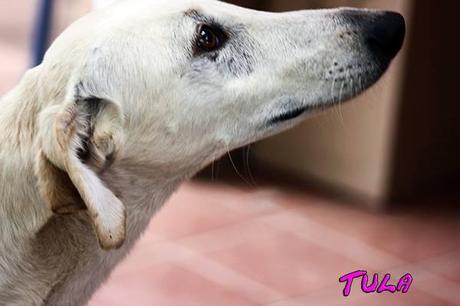 TULA, PRECIOSA GALGA EN ADOPCIÓN.