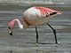 Phoenicopterus jamesi -Laguna Canapa -Bolivia-8c.jpg