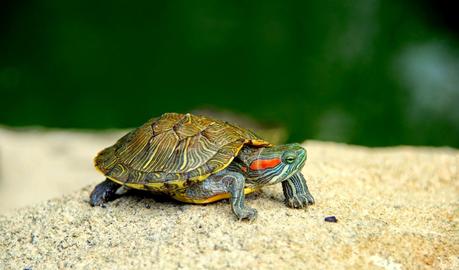 Tortuga de agua: cuidados y nombres para tu mascota. Tortuga de orejas rojas