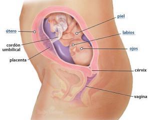 Mi embarazo: semana 22