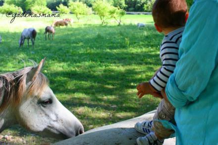 Una excursión familiar por el valle de Yerri y el monasterio de Iranzu caballos