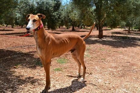 JUDINI, PRECIOSO GALGO EN ADOPCIÓN. (SEVILLA)