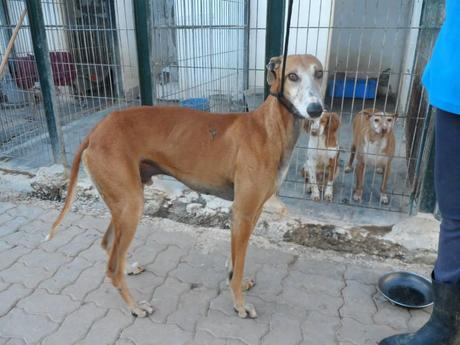 JUDINI, PRECIOSO GALGO EN ADOPCIÓN. (SEVILLA)