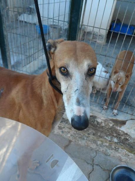 JUDINI, PRECIOSO GALGO EN ADOPCIÓN. (SEVILLA)