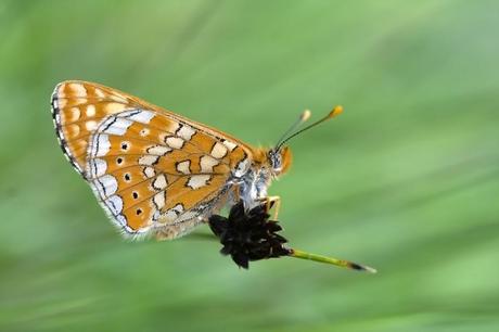 Euphydryas aurinia (Rottemburg, 1775) Doncella de la madreselva