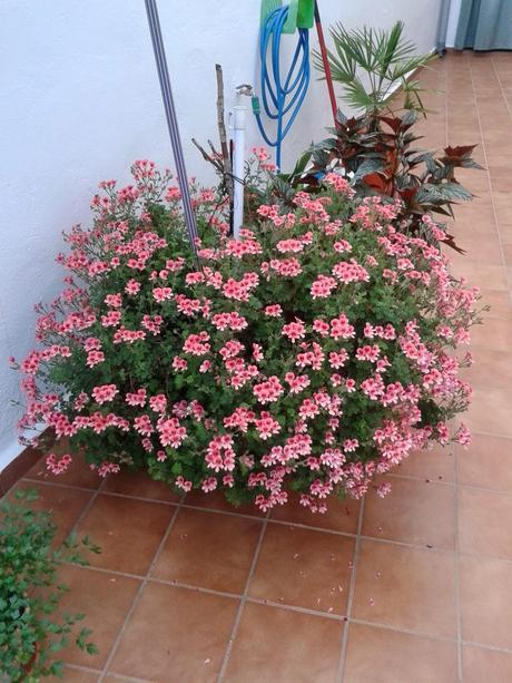 ¡¡¡¡Perdón por el retraso!!! ¡¡¡¡Perdón por el retraso!!!