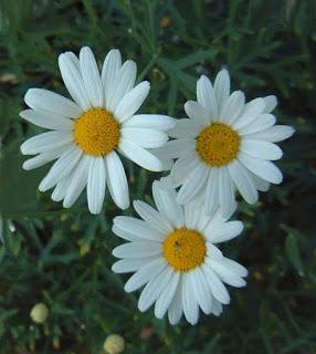 ¡¡¡¡ Gracias siempre!!!!