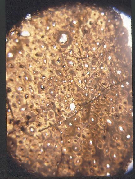 Dinotibios y el rumor de la sangre caliente