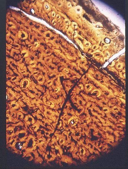 Dinotibios y el rumor de la sangre caliente