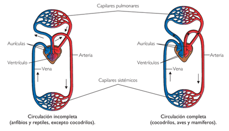 Dinotibios y el rumor de la sangre caliente