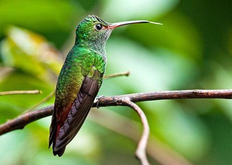 Dinotibios y el rumor de la sangre caliente