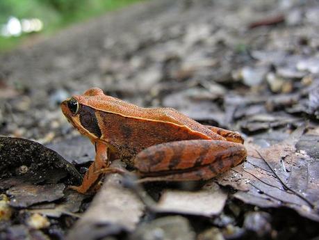Dinotibios y el rumor de la sangre caliente