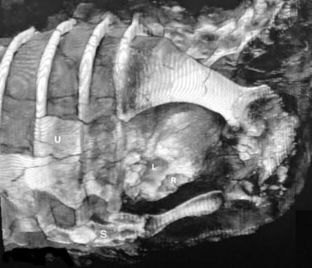 Dinotibios y el rumor de la sangre caliente
