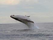 Migaloo, ballena blanca, fotografiada pleno vuelo