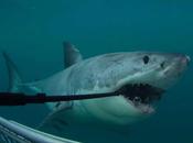 Gran tiburón blanco ataca destruye cámara