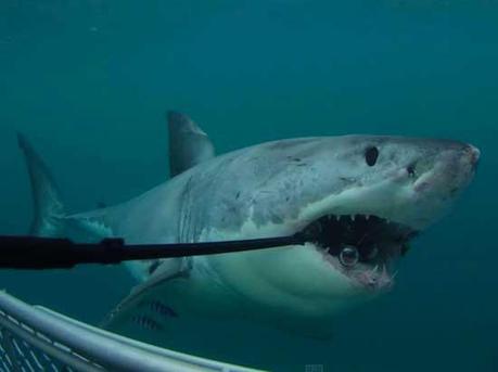 Gran tiburón blanco ataca y destruye una cámara